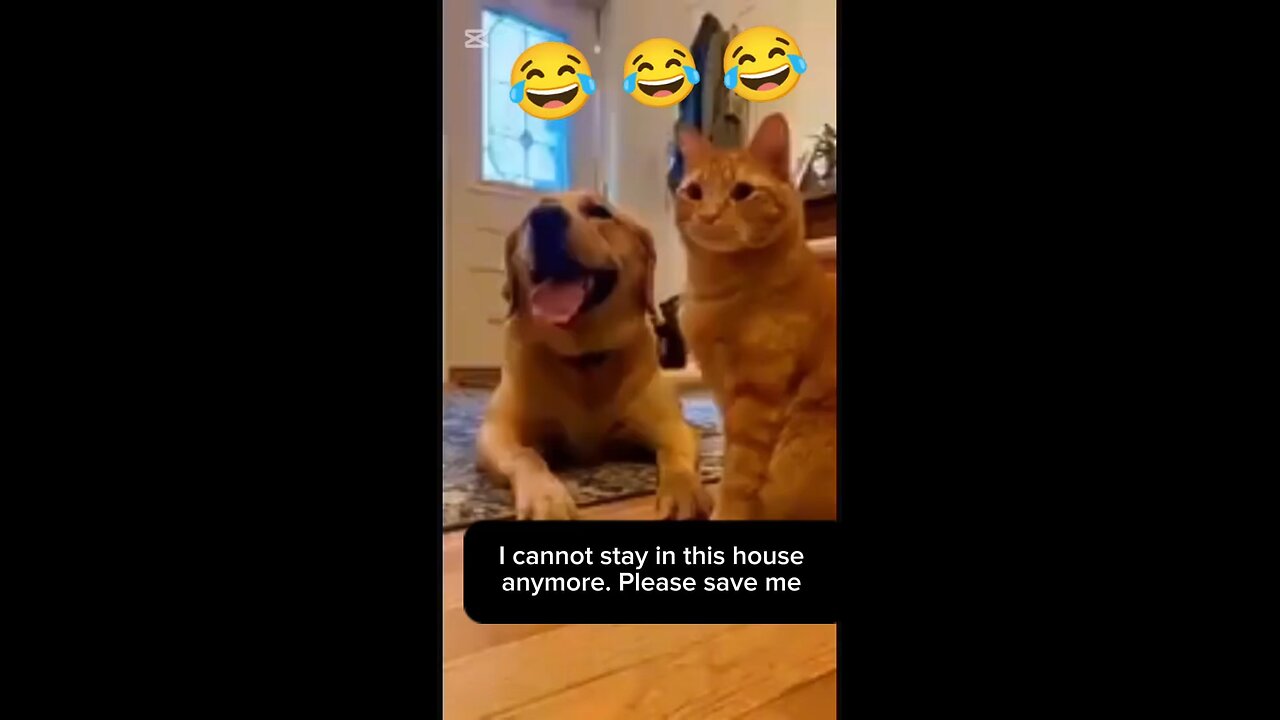Cat and Dog drama