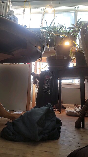 Remember no matter how much you bitch its still Chris platform.