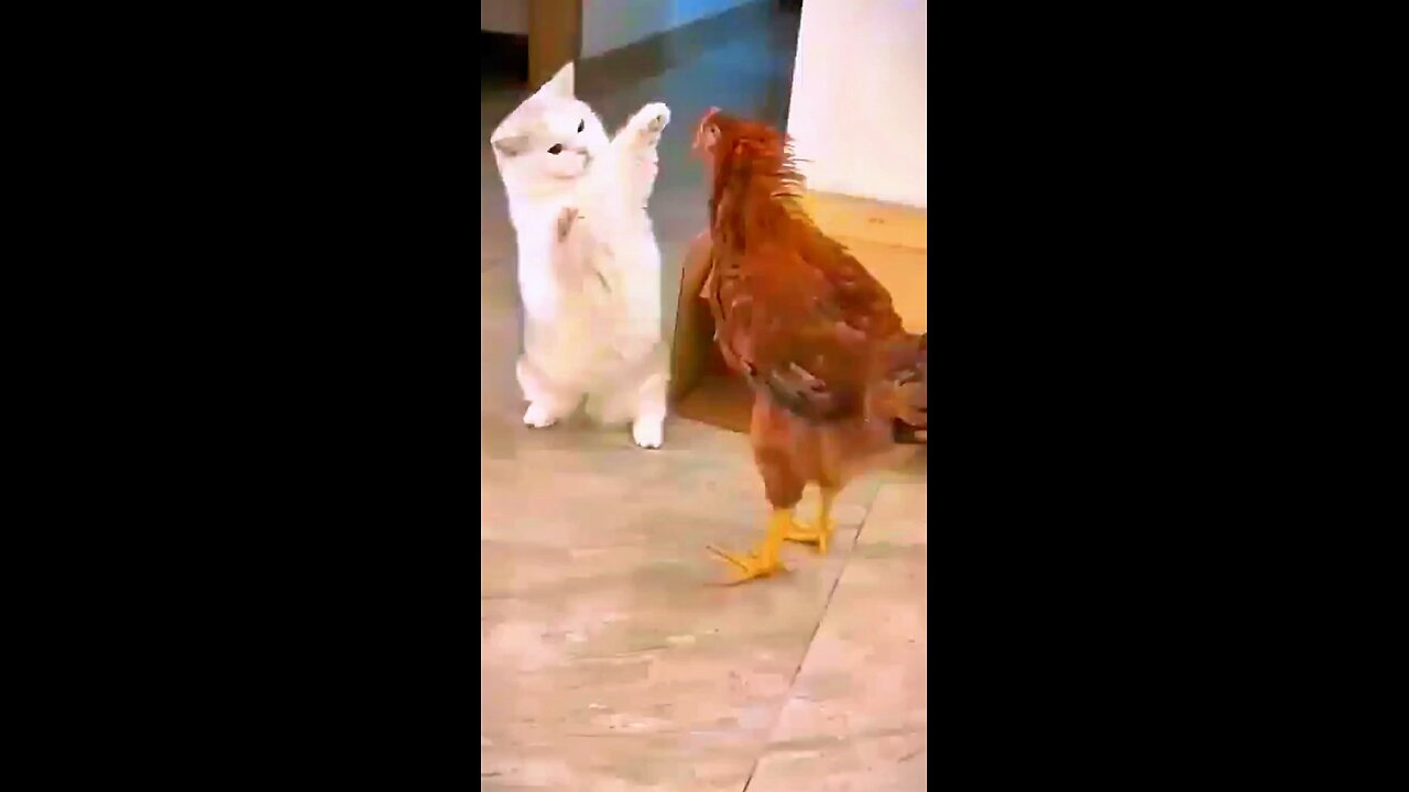 Cat vs. Chicken Showdown