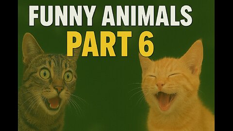 Funny animal videos 2026 - Funny cats/dogs - Funny animals - PART6