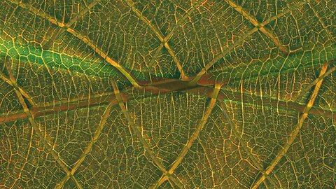 Midnight Oblivion Pt 415.2 : A Newer Leaf