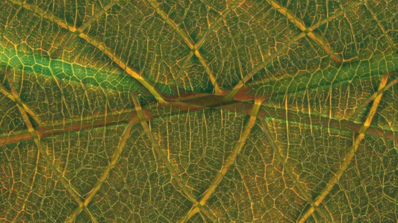 Midnight Oblivion Pt 415.2 : A Newer Leaf