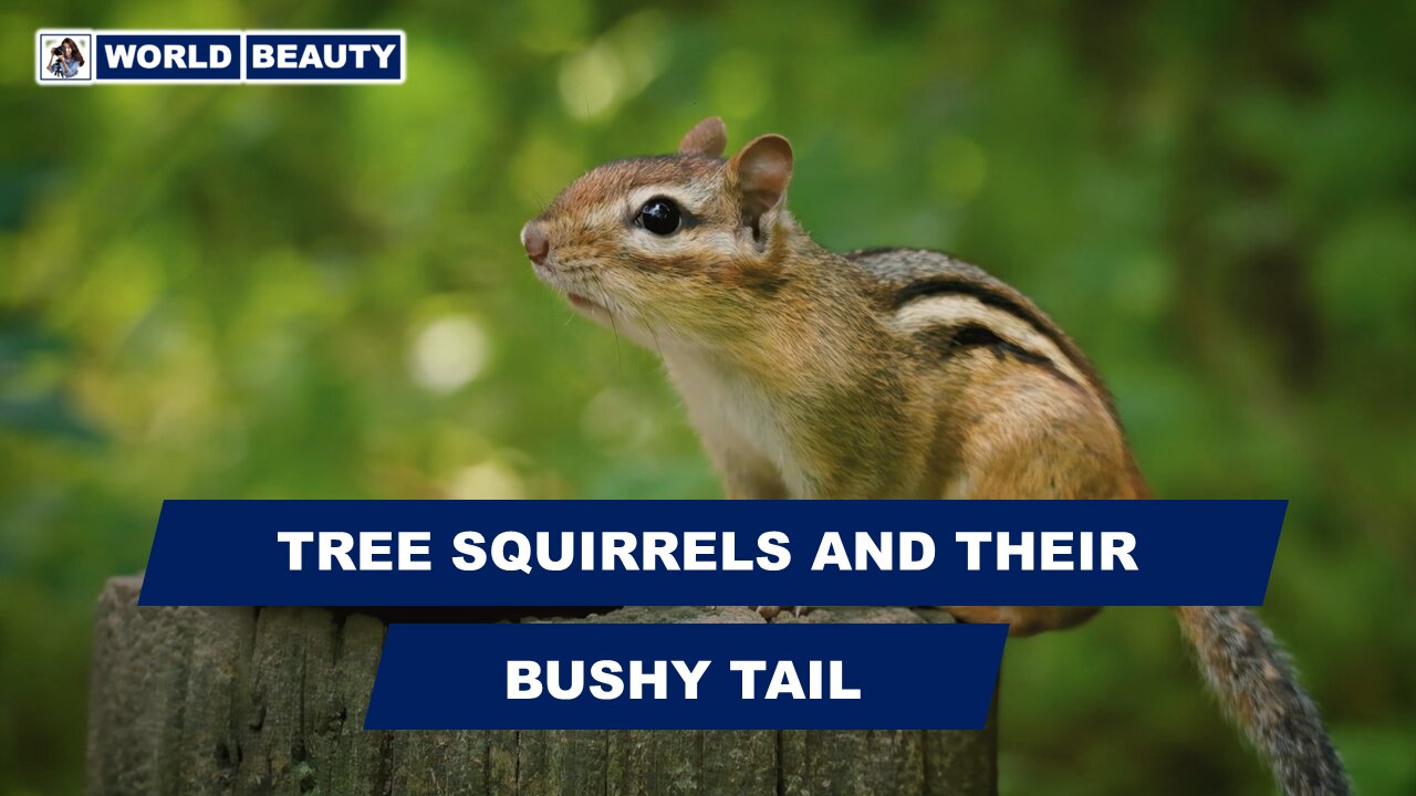 What do you know about Tree Squirrels | World Beauty | Tree Squirrels