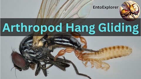 Pseudoscorpion Hang Gliding - Surprise Phoresy