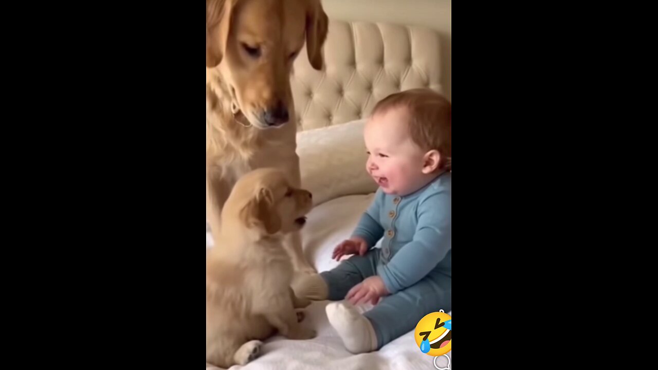 funny videos