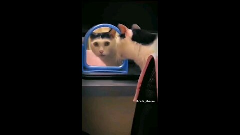 Cat's Hilarious Reaction Will Leave You in Tears! 🤣🐱"