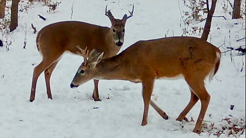 Smaller Buck Decides to Move Along