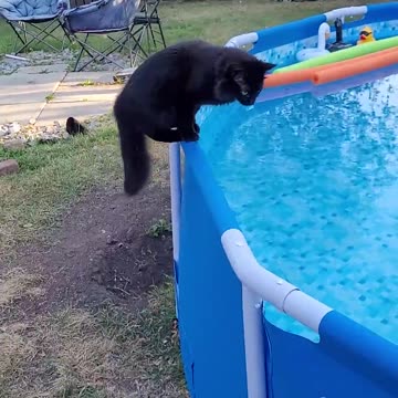 Startled Kitty Falls Into Pool || ViralHog
