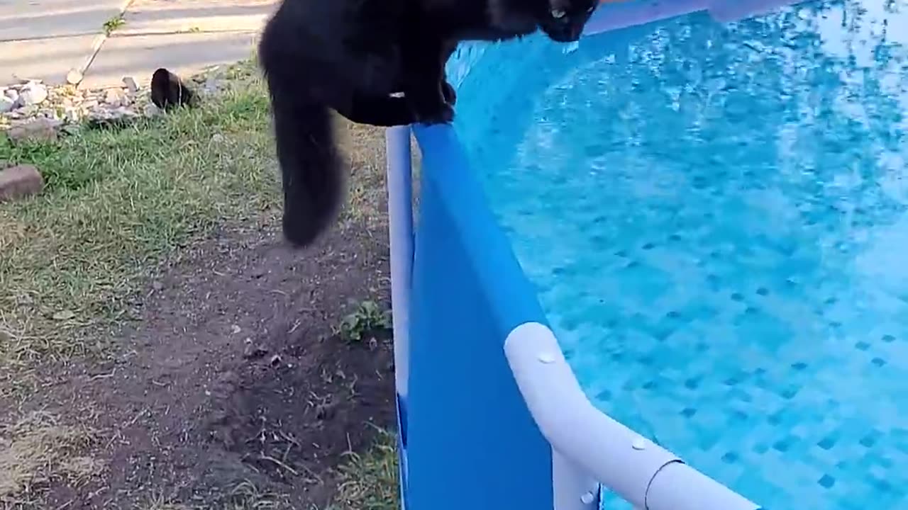 Startled Kitty Falls Into Pool || ViralHog