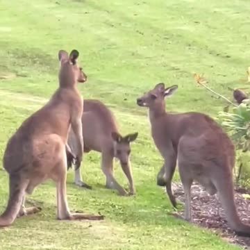 Kangaroo diaries only in Australia 🇦🇺