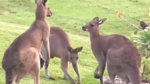 Kangaroo diaries only in Australia 🇦🇺