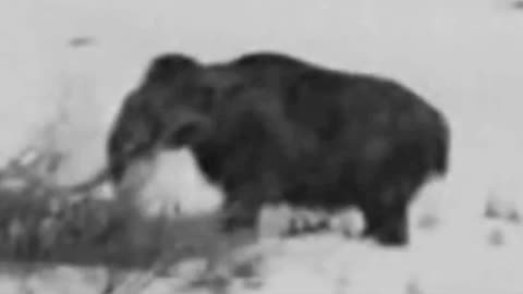 Mammoths In The 20th Century?