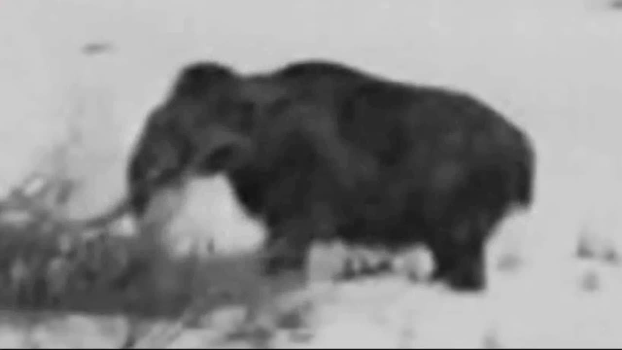 Mammoths In The 20th Century?