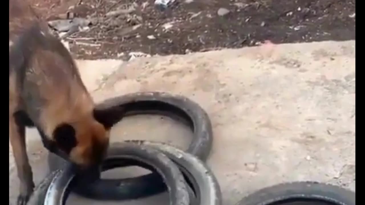 Intelligent dog figures out a way to carry more efficiently