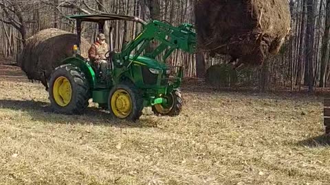 Loading the cows lunch.