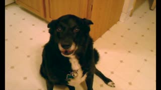 Viral: World's HARDEST Dog Tricks