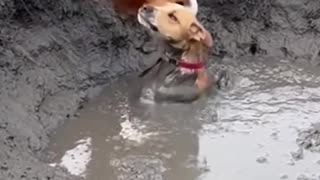 This is how compassionate animals are and how they help each other