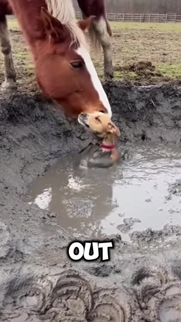 This is how compassionate animals are and how they help each other