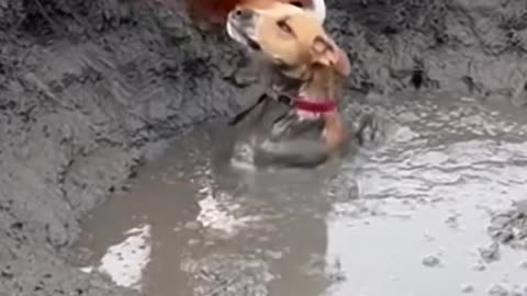 This is how compassionate animals are and how they help each other