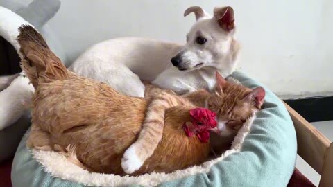 The rooster caught the hen and the cat having an affair! The dog protected the cat and the hen.