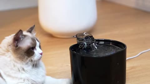 Cat water fountain cat fountains pet fountains