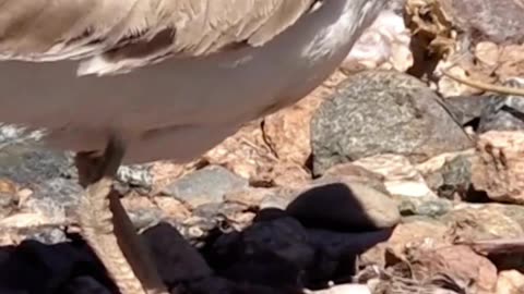 The Killdeer’s Genius Fake-Out Trick