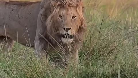 🦒😮 Meet The Rare Lion With A Golden Mane That's Stealing Hearts! | FeedMyCuriosity
