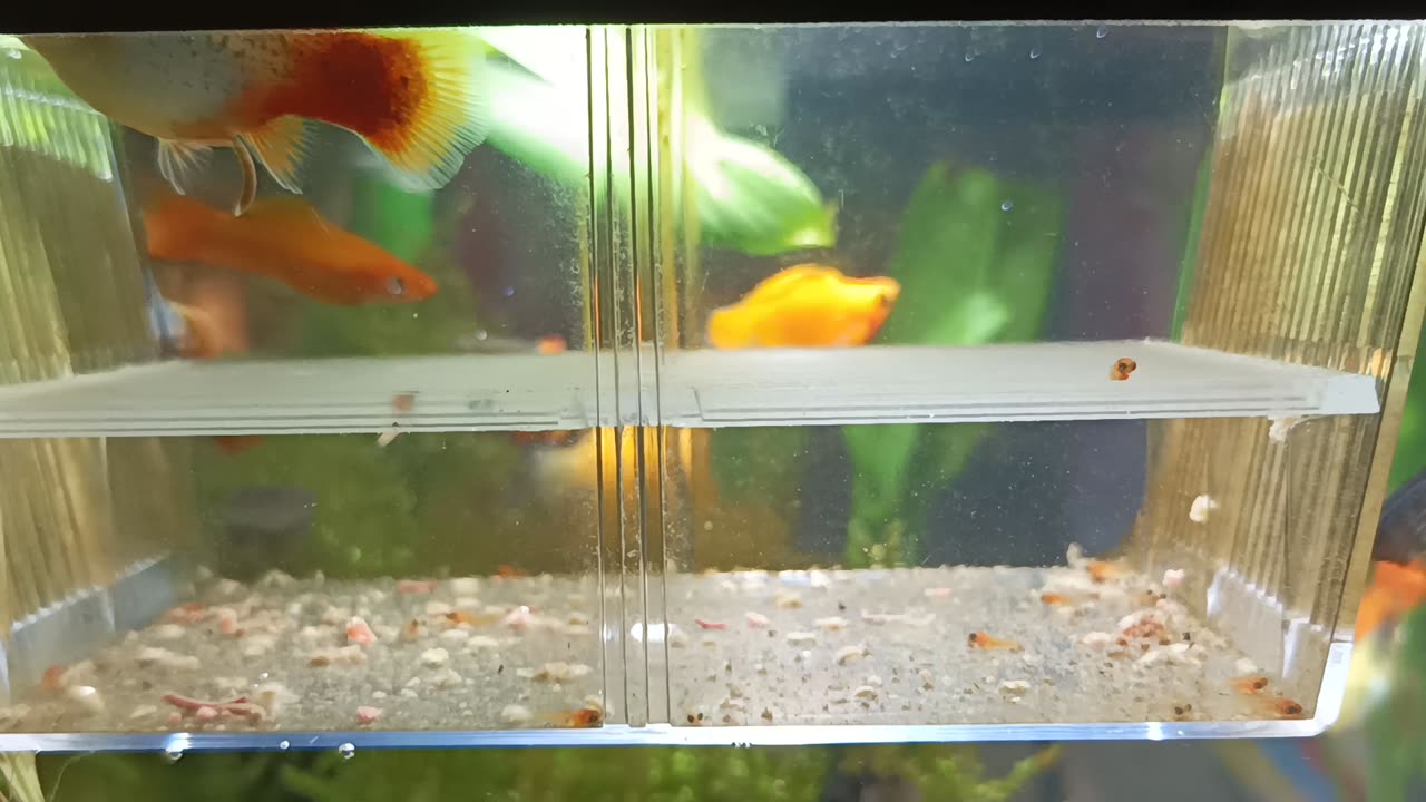 The Little Fish With Big Eyes