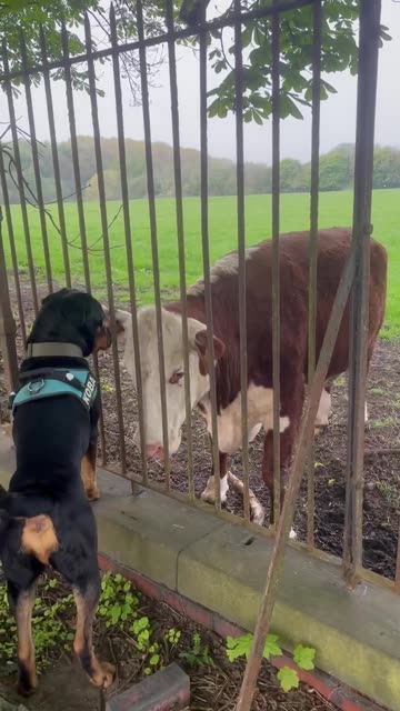 Dog Greets His Cow Friend