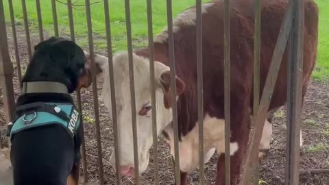 Dog Greets His Cow Friend