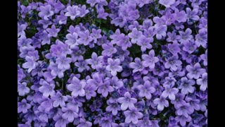 Lord Winter - Purple