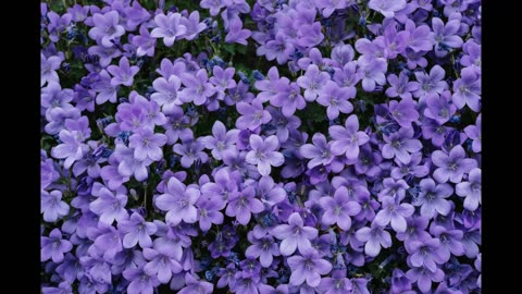 Lord Winter - Purple