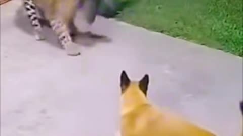 Fearless Cat
