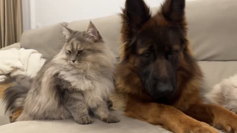 Adorable German Shepherd and Funny Cats