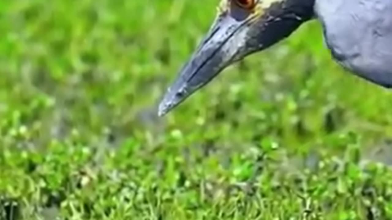 Blue horon peerless hunting skill...