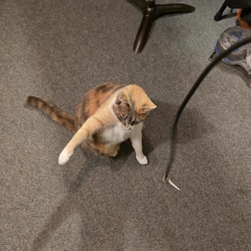 Kitty in the studio.