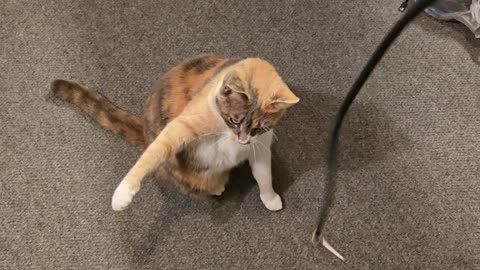 Kitty in the studio.