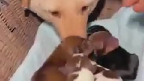 Puppy Falls Asleep During Yoga 🐶🧘‍♂️