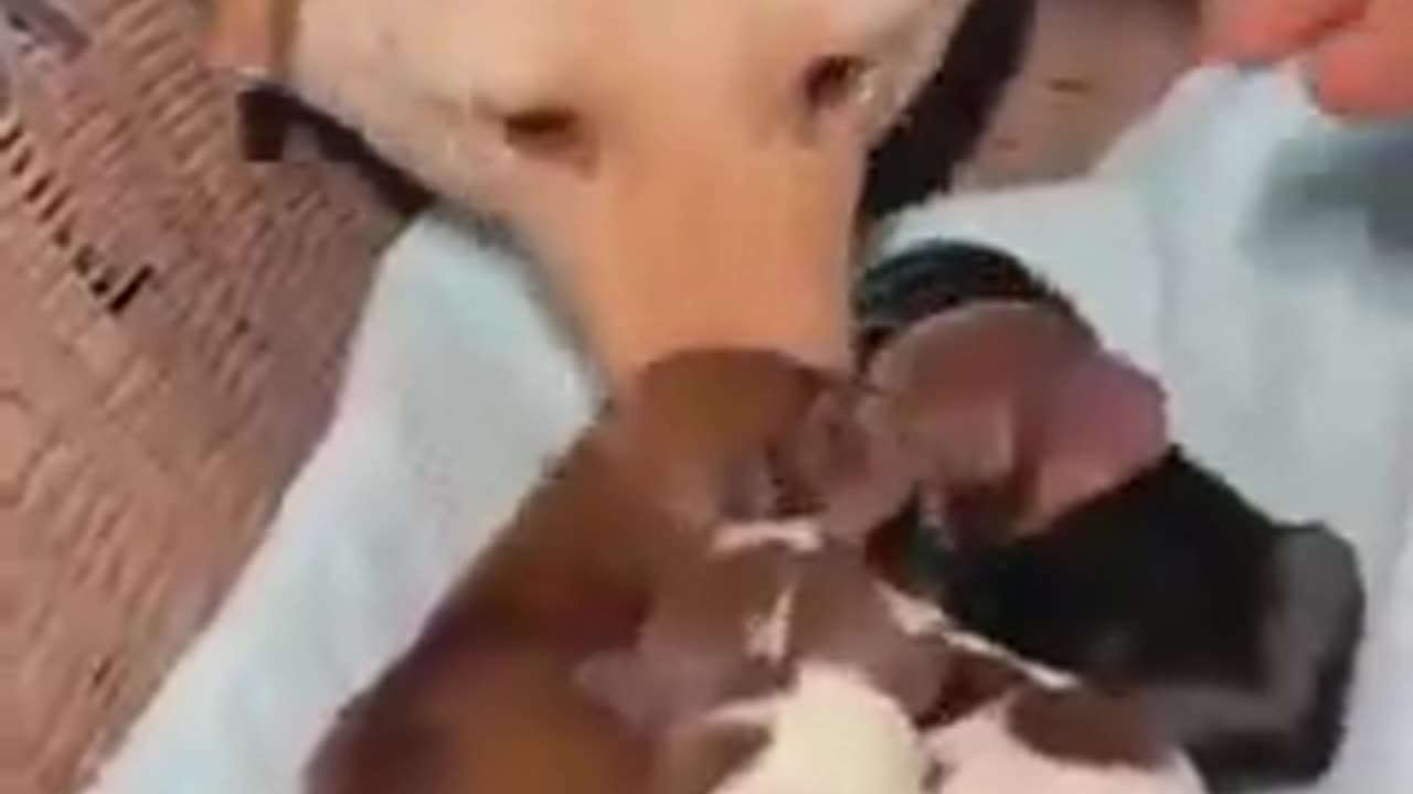 Puppy Falls Asleep During Yoga 🐶🧘♂️