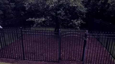 America's oldest planted tree - Endicott Pear Tree (est. 1632) in Danvers, MA