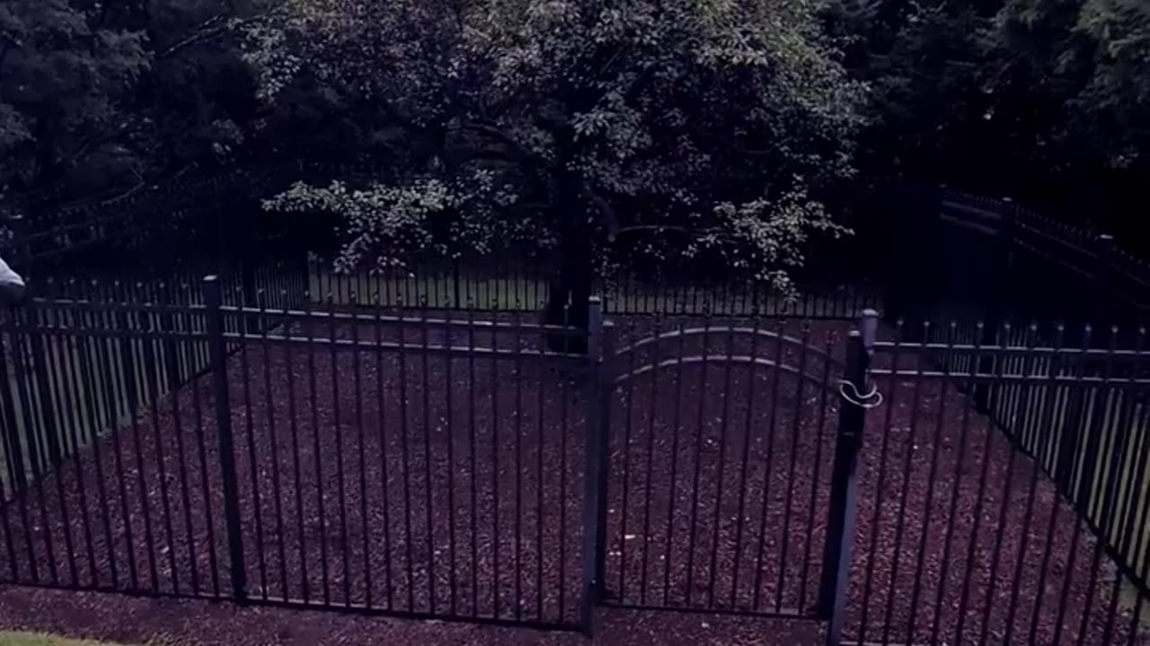 America's oldest planted tree - Endicott Pear Tree (est. 1632) in Danvers, MA