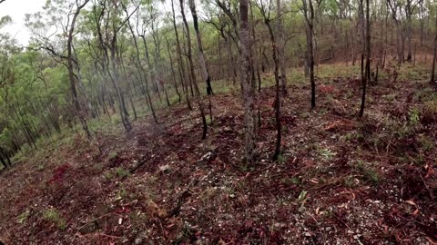 Solo hunting and gold fossicking trip to FNQ - Part 2