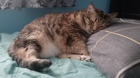 This Cat’s Nap on a Cloudy Pillow Will Melt Your Heart
