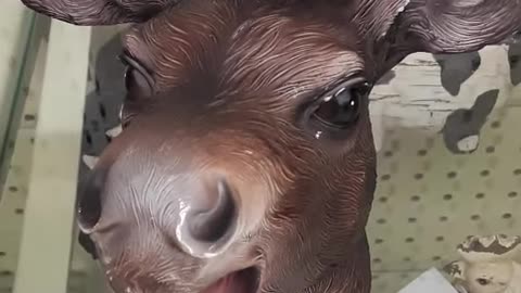 How stupid the Lib Dems look