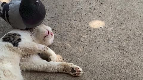 Pigeon Wakes Up Sleeping Cat