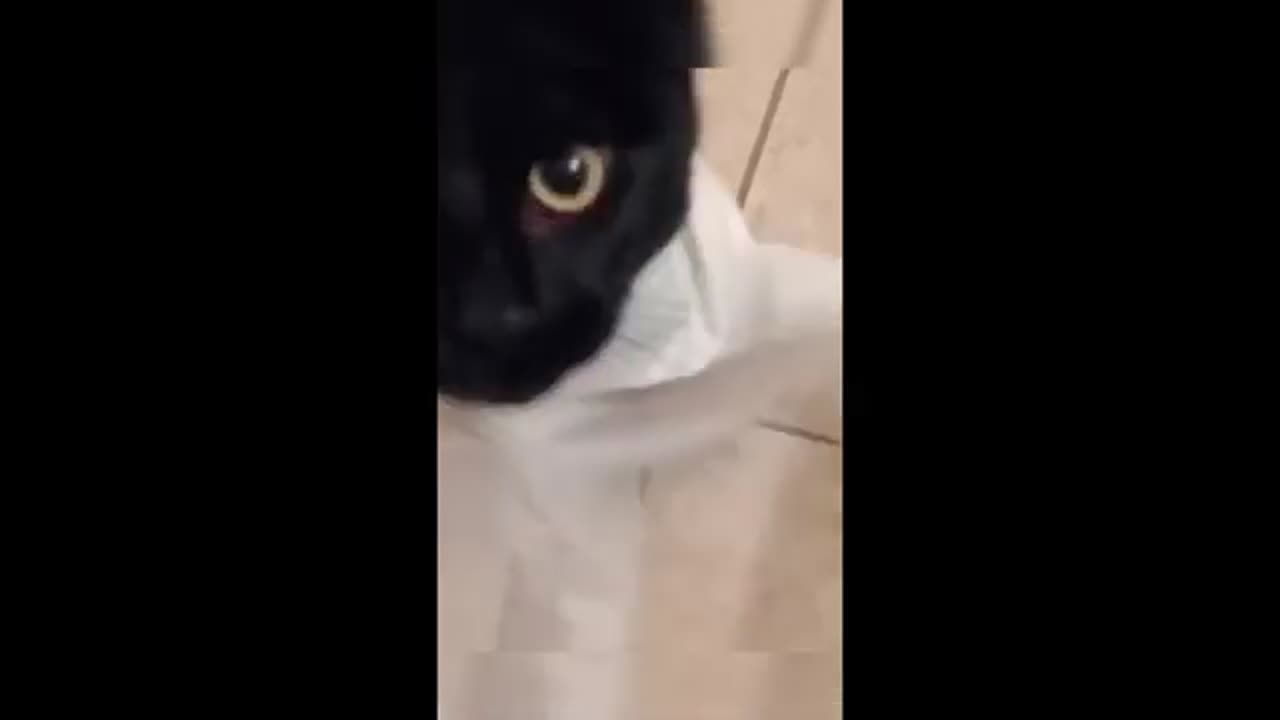 Funny animals - Funny cats / dogs - Funny animal videos