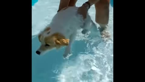 Dog water with fun fanny moments video