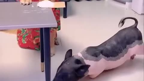 This is a very clever dog | Dog and the Pig