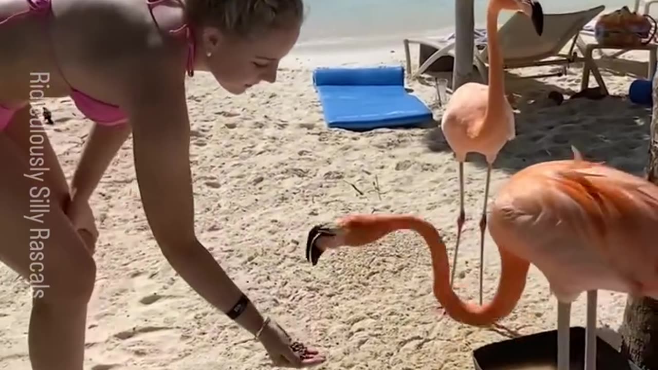 Animal funny video 45