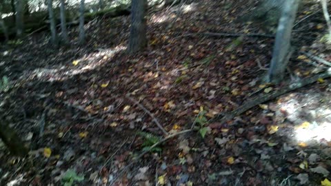 Scouting Deer & Possible Spots 10-2025